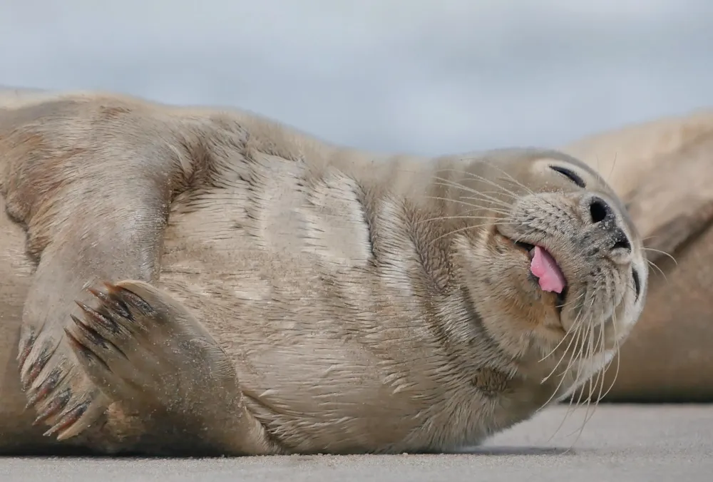 Ballum Camping - image n°36 - UniversalBooking