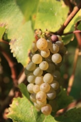 Foto #44 van La Vallée des Vignes