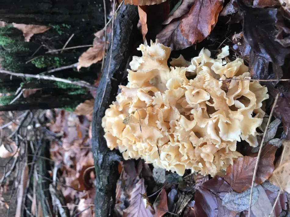 Erlebniscamping Lausitz