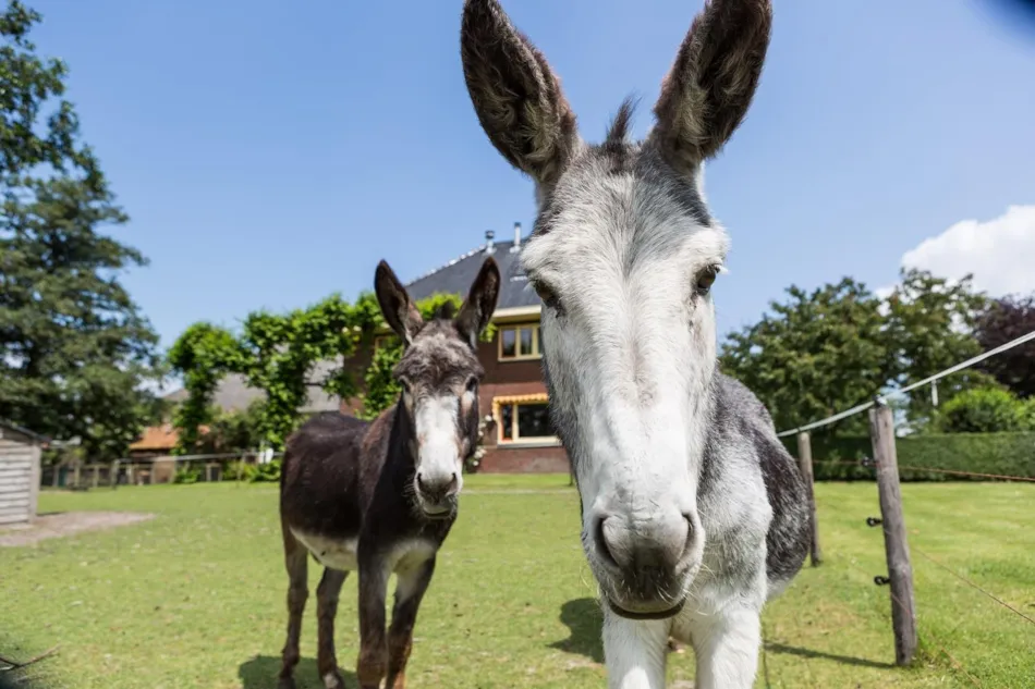 Camping Lentemaheerd