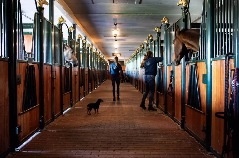 Park Drentheland - image n°9 - UniversalBooking