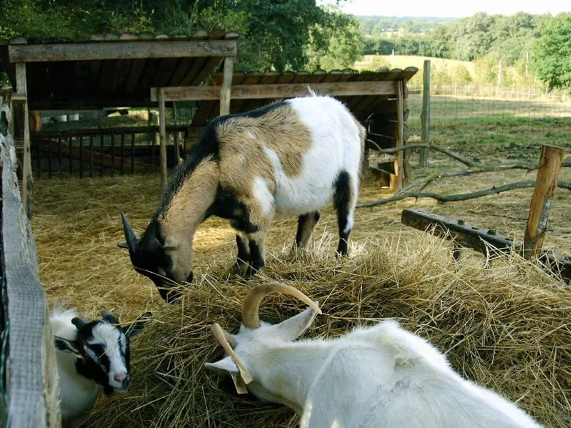 Camping Le Trèfle à 4 Feuilles