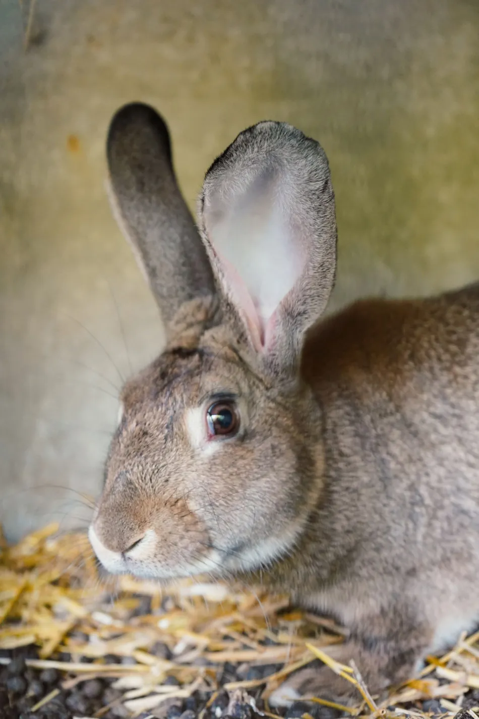 Camping Le Trèfle à 4 Feuilles