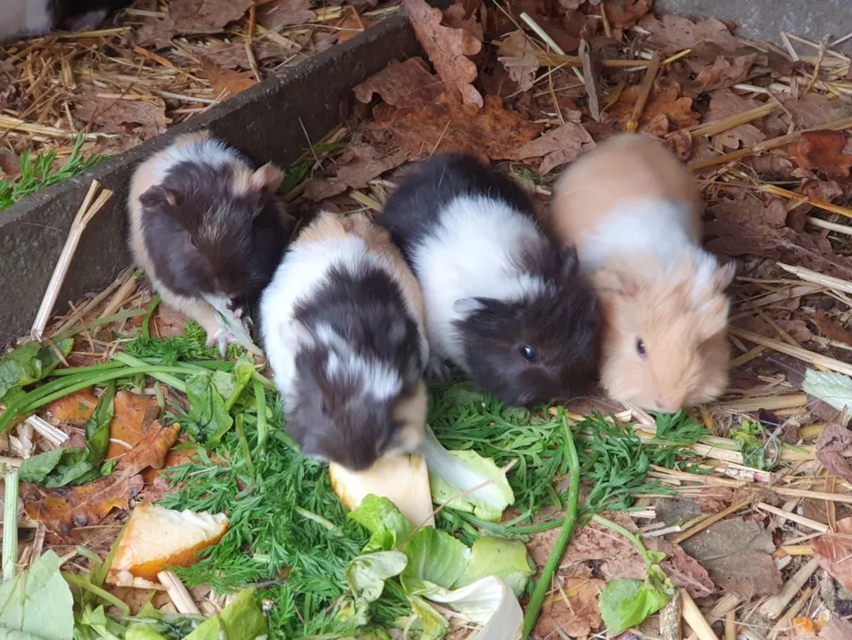 Camping Le Trèfle à 4 Feuilles