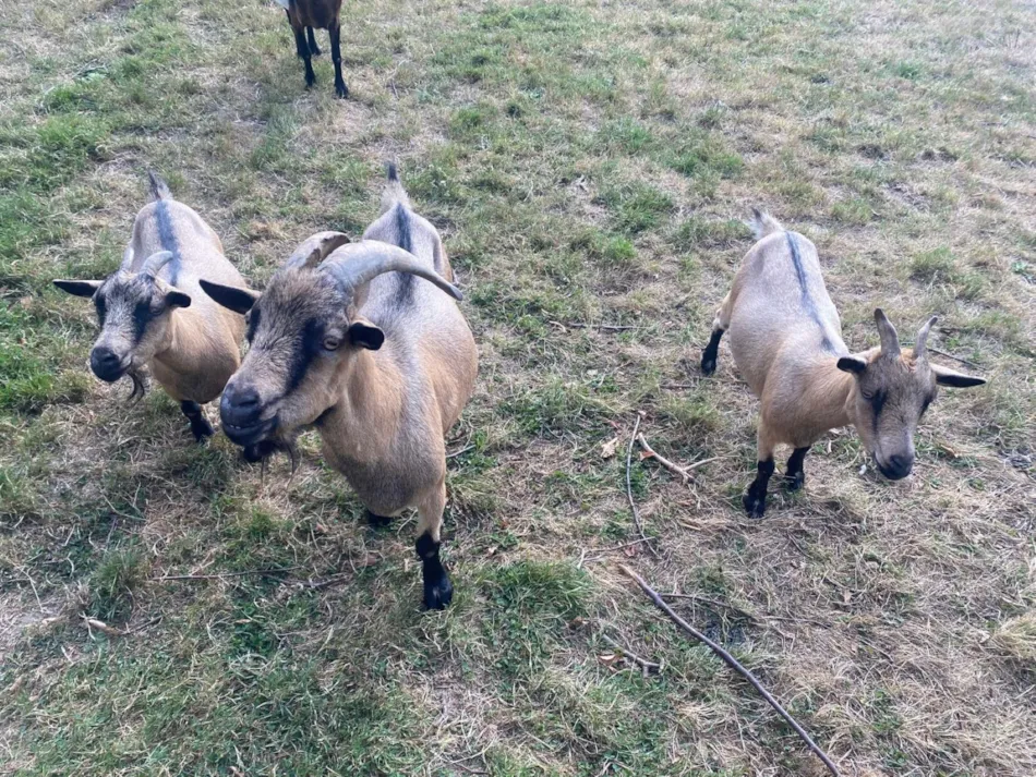Camping Le Trèfle à 4 Feuilles