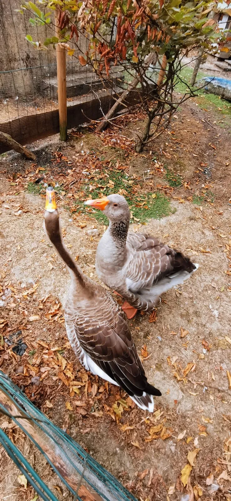 Camping Le Trèfle à 4 Feuilles