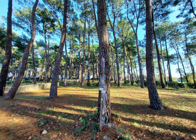 Emplacement Nu - Tente & Caravane - Sans Électricité