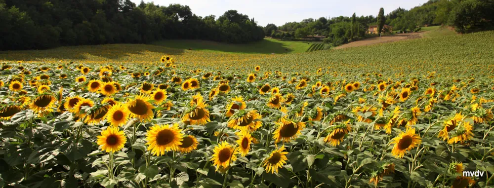 Camping Podere Sei Poorte