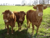 Camping Au Soleil d'Oc