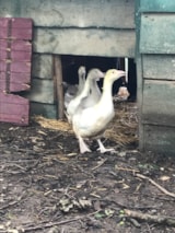 Foto #14 van Camping Fargogne