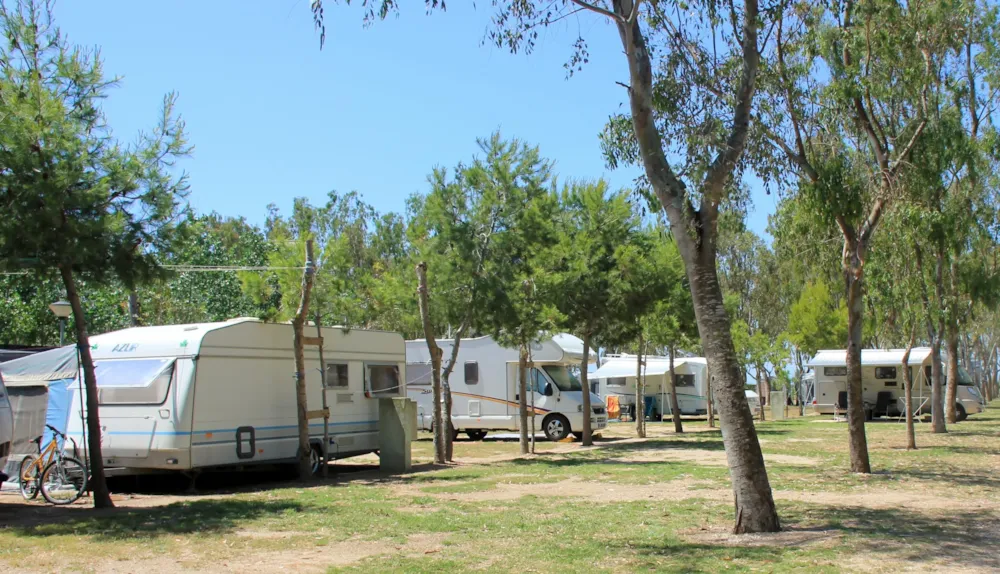 Camping Eucaliptus