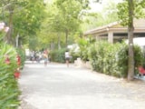 Foto #8 van Flower Camping Le Rochelongue