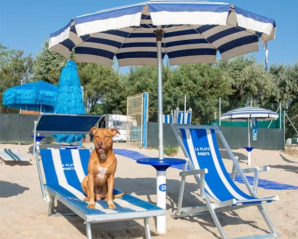 Camping Surabaja-La Playa