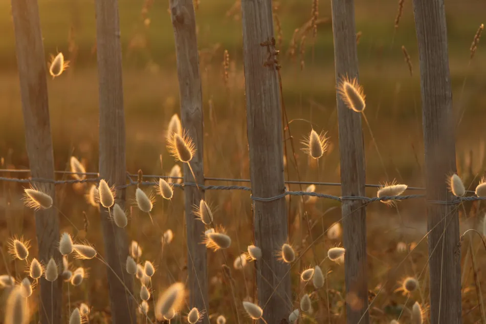Camping Les Vergers de Squividan