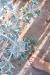 Foto #16 van Camping Le Serignan Plage Nature