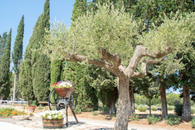 Domaine de la Cigalière