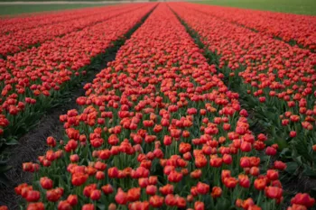 Camping De Tulpenweide - Ucamping