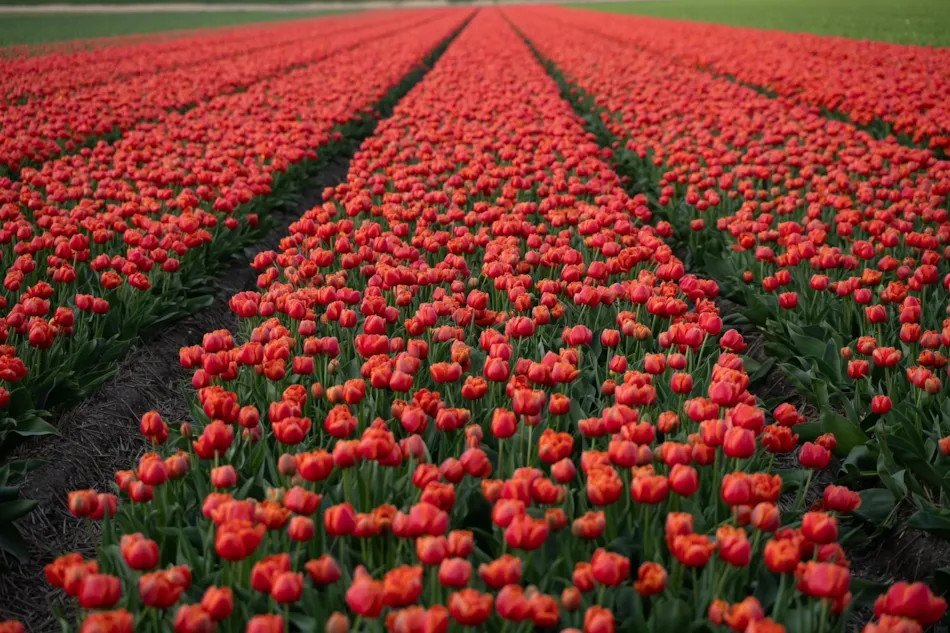 Camping De Tulpenweide