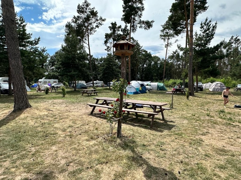 Pitch tent between 8m² & 30m²