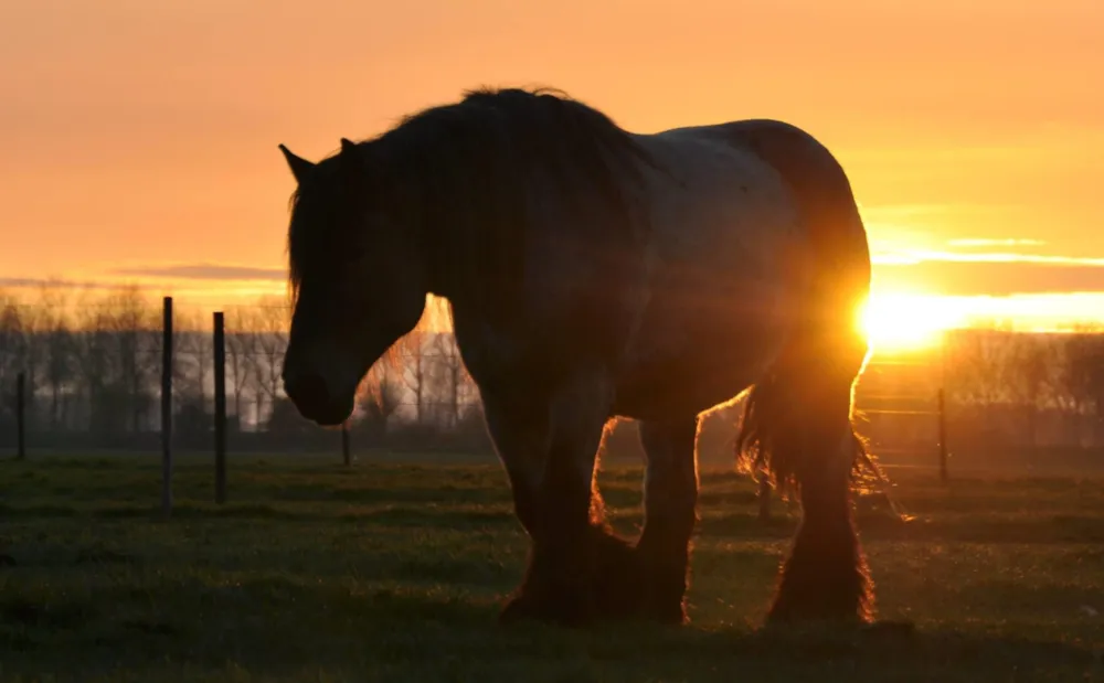 Camping De Paardenwei - image n°1 - Camping2Be