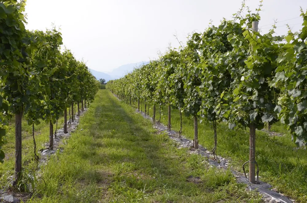 Agricampeggio Gelindo dei Magredi