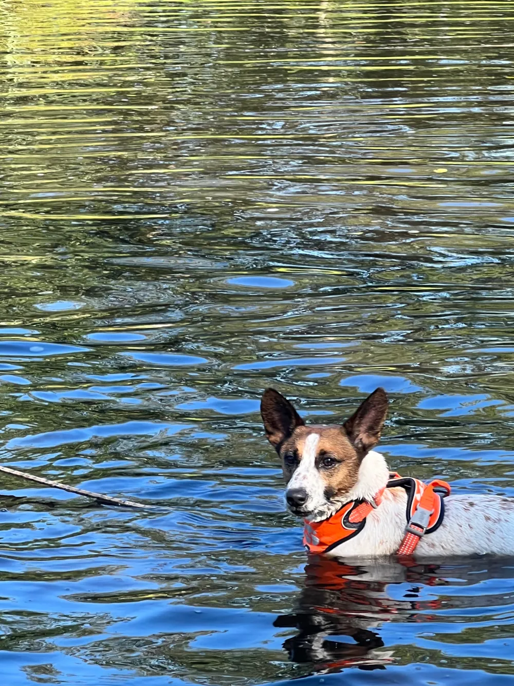 Camping De Toffe Peer - image n°4 - UniversalBooking