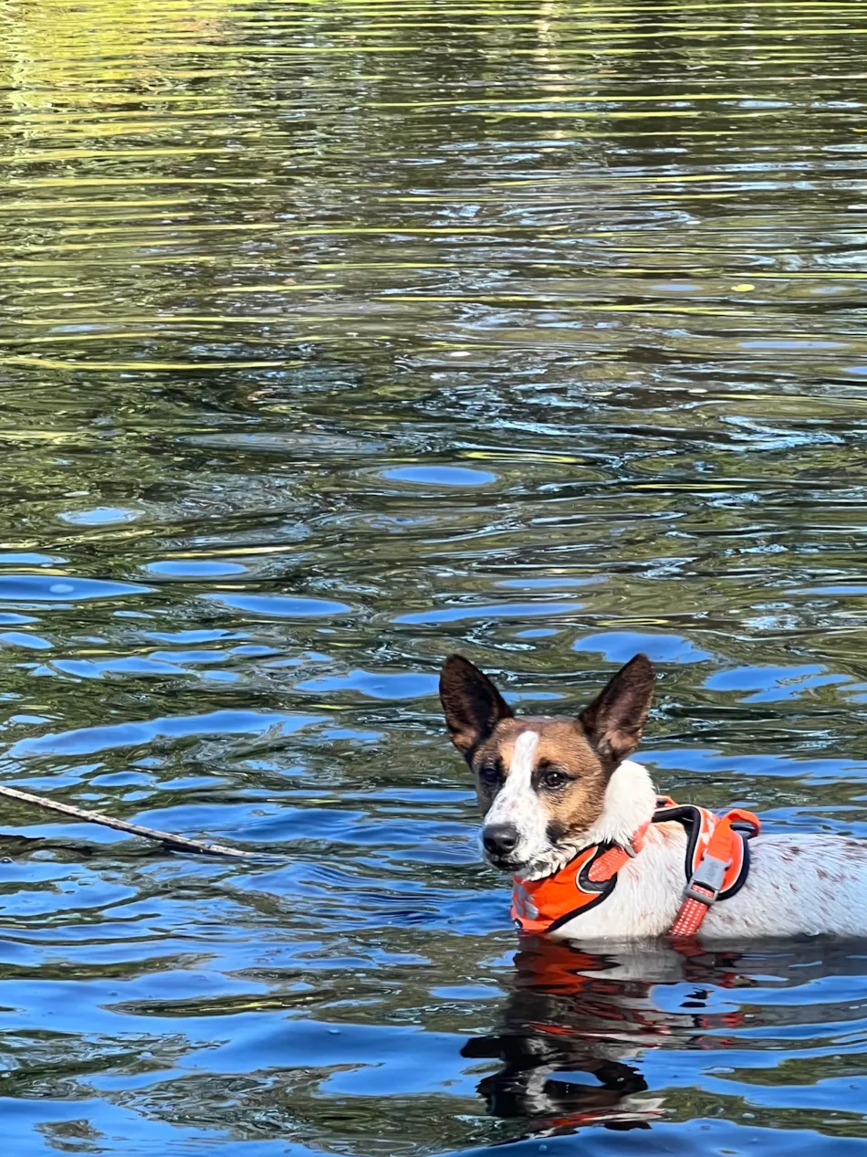 Camping De Toffe Peer