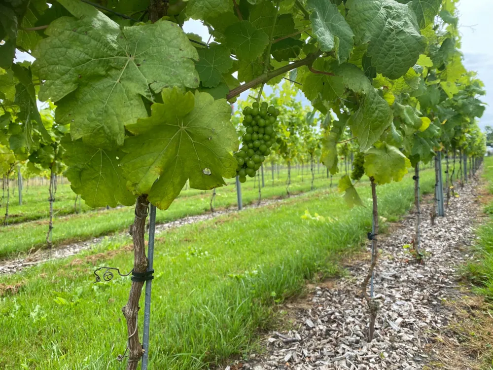 Camping De Toffe Peer - image n°6 - UniversalBooking