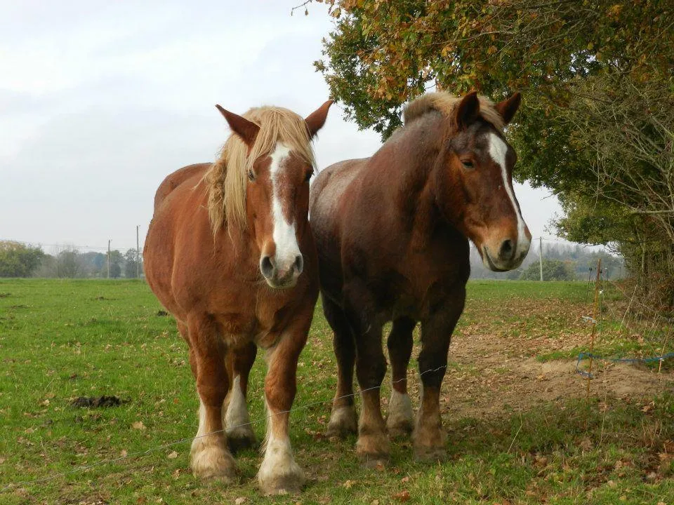 Ferme Auberge La Ville Suzanne - image n°10 - UniversalBooking