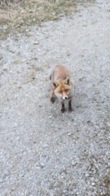 Foto #55 van Domaine du Trappeur