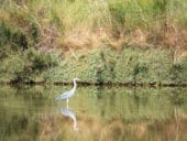 Camping Domaine du Morbihan (Ex Peupliers)