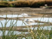 Camping Domaine du Morbihan (Ex Peupliers)