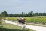 Foto #11 van Domaine des Vignères