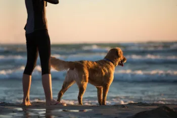 Mietunterkunft - Lodge Komfort | 6 Personen - Hunde Erlaubt  (50M²) - Kompas Camping Nieuwpoort