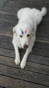 Foto #23 van Camping Le Rey