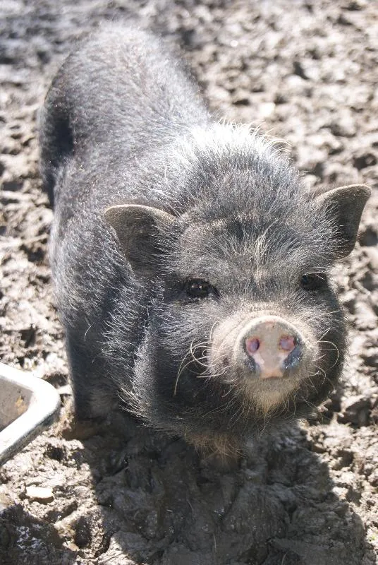 Camping Paradis DOMAINE DE BELLEVUE