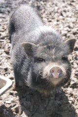 Foto #72 van Camping Paradis DOMAINE DE BELLEVUE