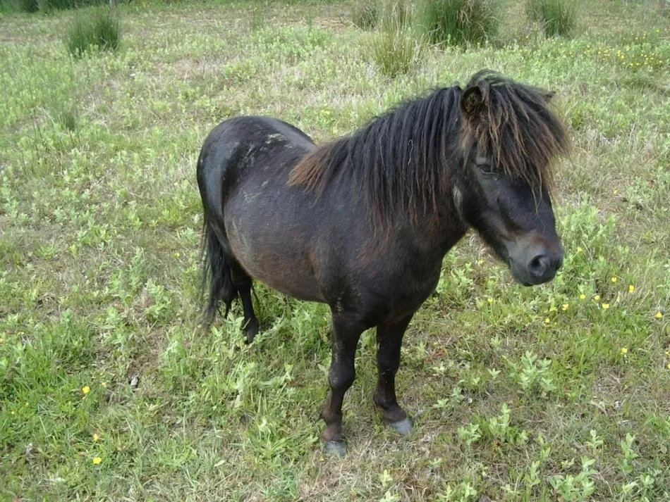 Camping Paradis DOMAINE DE BELLEVUE