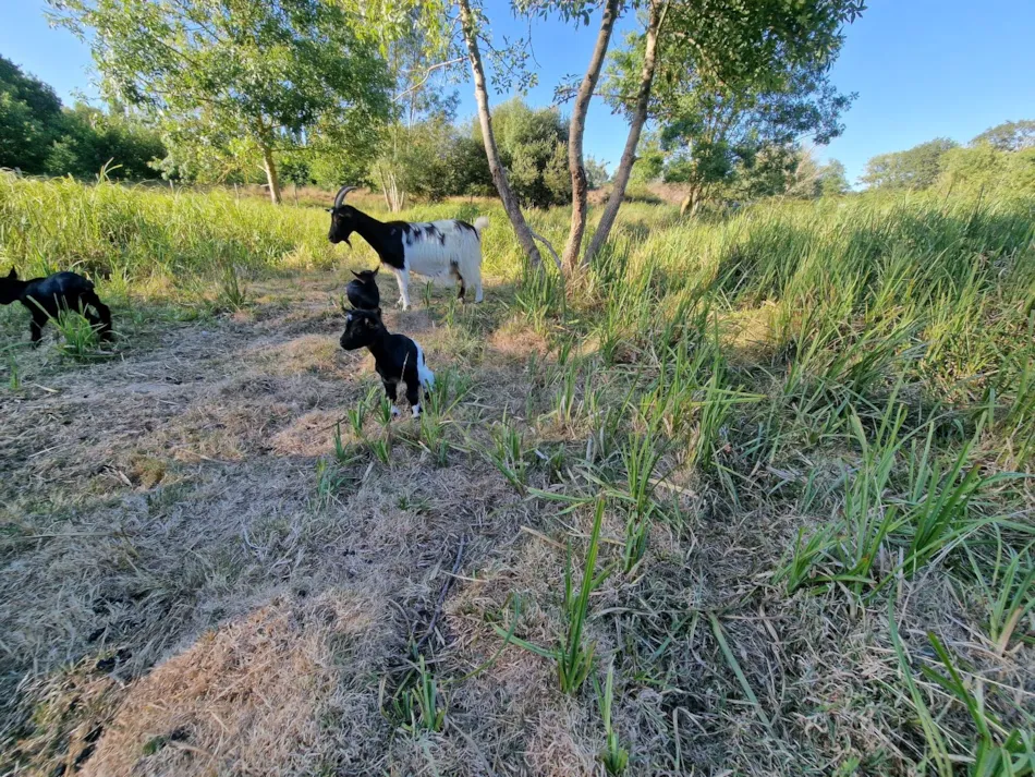 Camping Paradis DOMAINE DE BELLEVUE