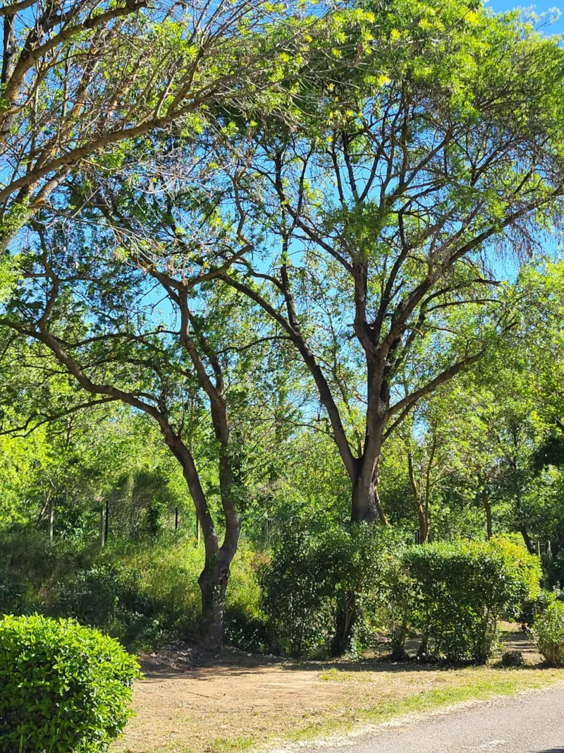 Forfait Camping Premium (1 Tente/ Caravane + 1 Voiture) - Électricité Incluse 16A - Raccordement Eau