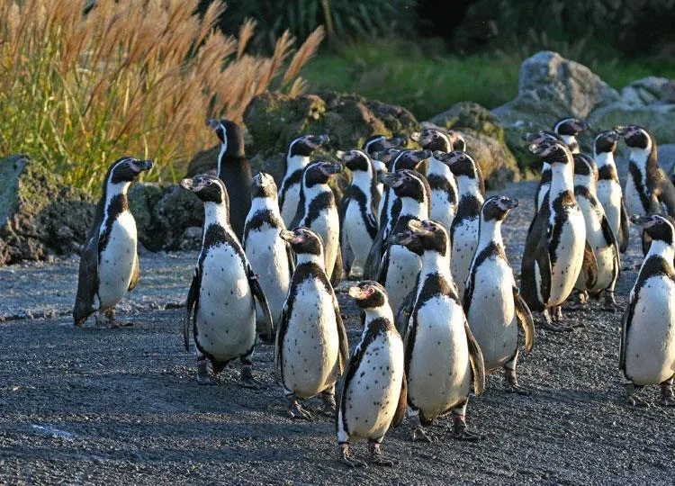 CAMPING LE NID DU PARC