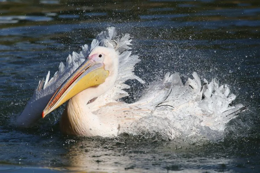 CAMPING LE NID DU PARC