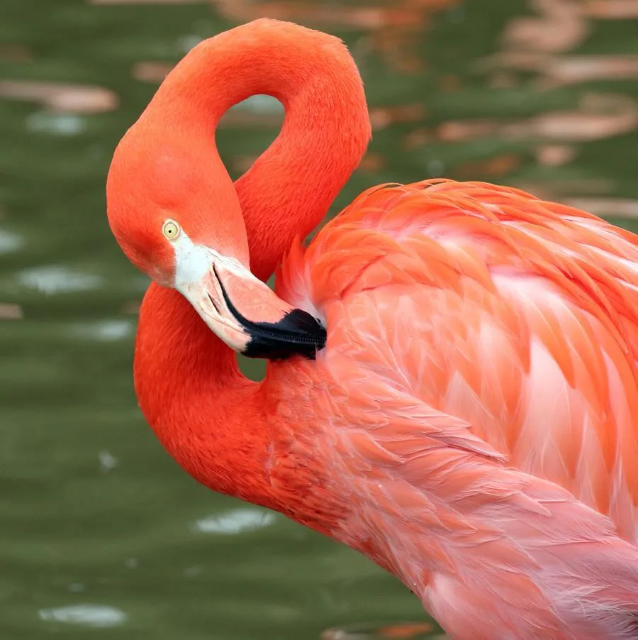 CAMPING LE NID DU PARC