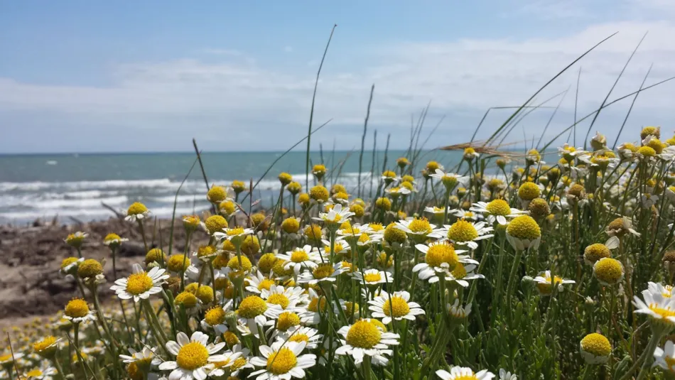 Camping Les Terrasses