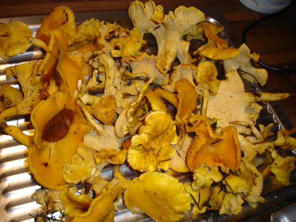 CAMPING USHUAIA VILLAGES DU SABOT - image n°37 - UniversalBooking