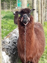 Foto #7 van Camping La Guyonnière