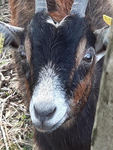 Camping La Guyonnière