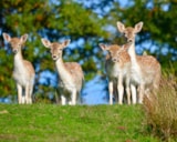 Foto #38 van Camping Les Rives du lac Cantalès