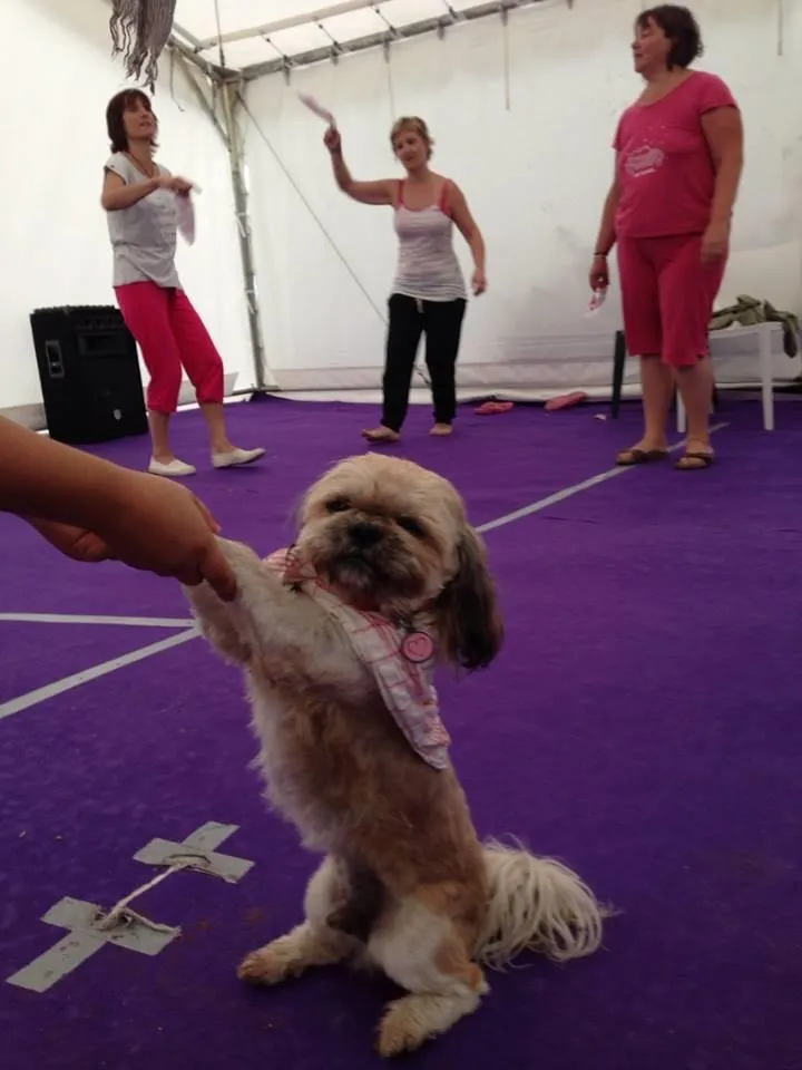 Camping le Sous Bois - Locations