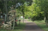 Foto #5 van Camping le Sous Bois